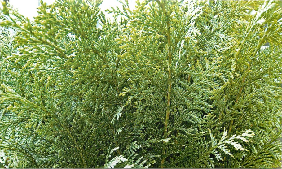 Cypress harra3