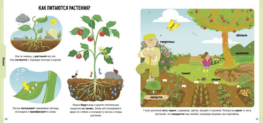 Корни яблони
