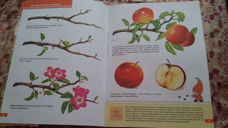 Строение перца