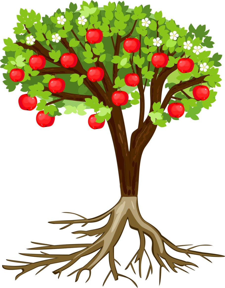 Яблоня дерево с корнями