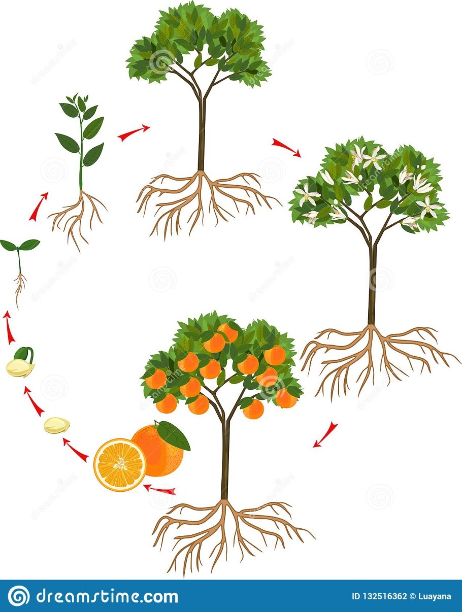 Цветы в окружающий мир 1 класс 1 часть