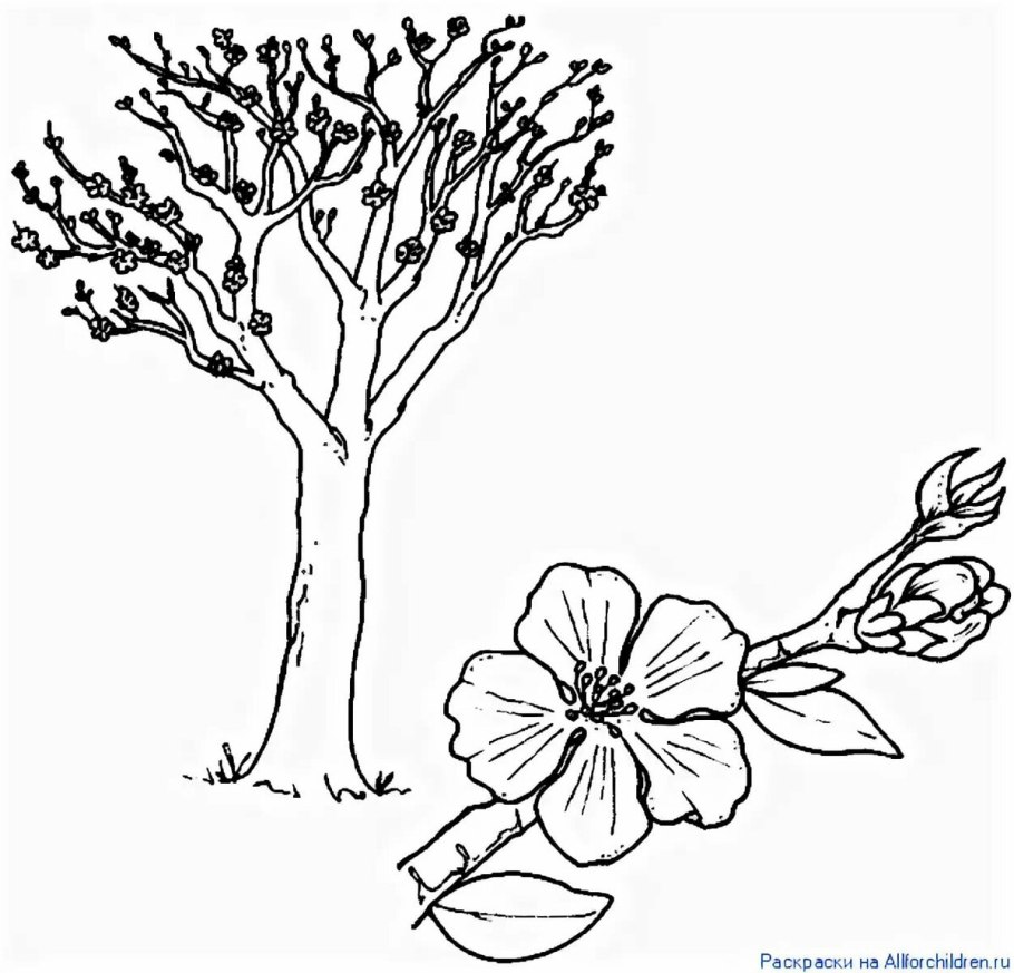 Части плода яблока