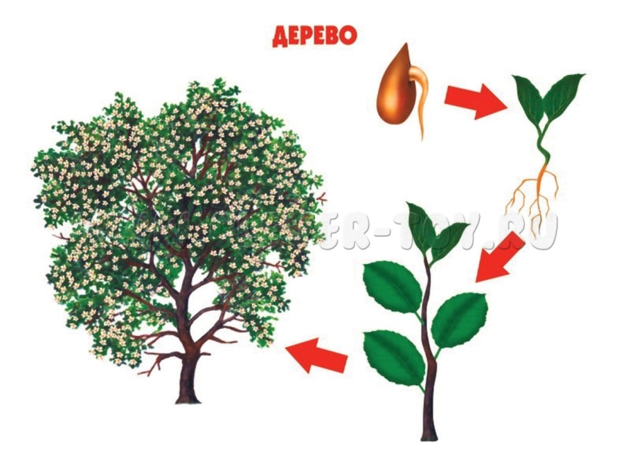 Строение дерева для дошкольников