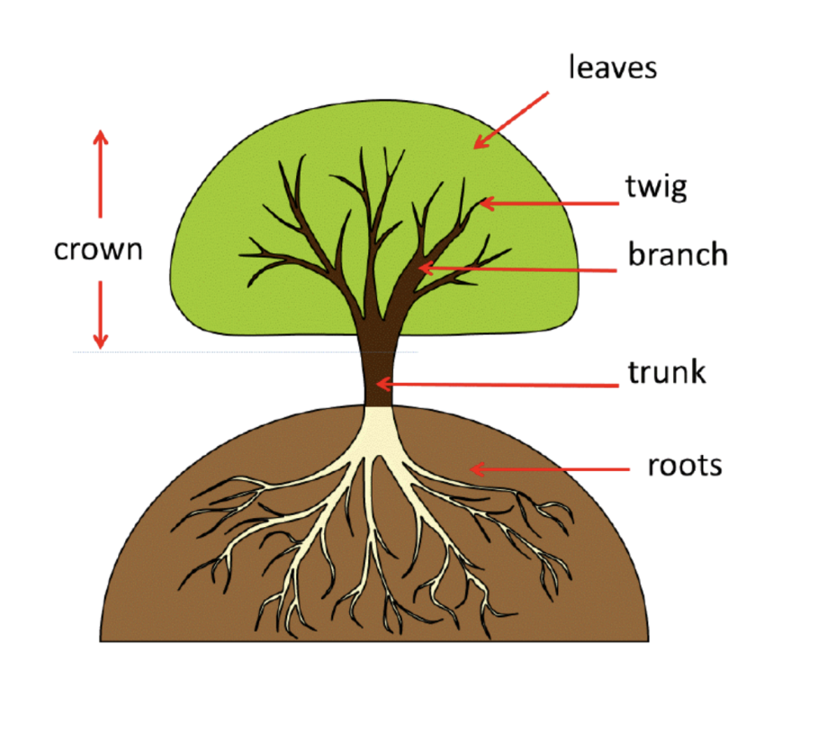 Размножение яблони черенками