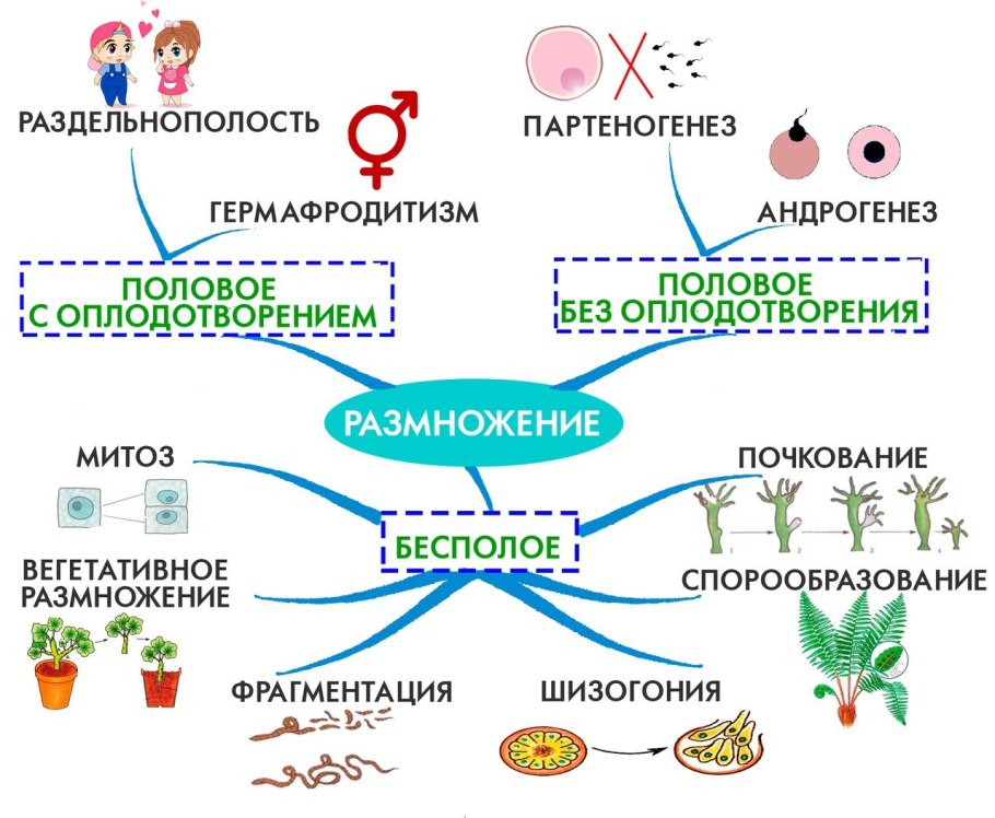 Интеллект карта бесполое размножение