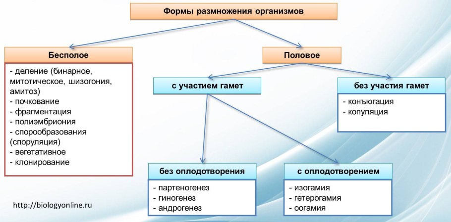 Размножение организмов бесполое и полое