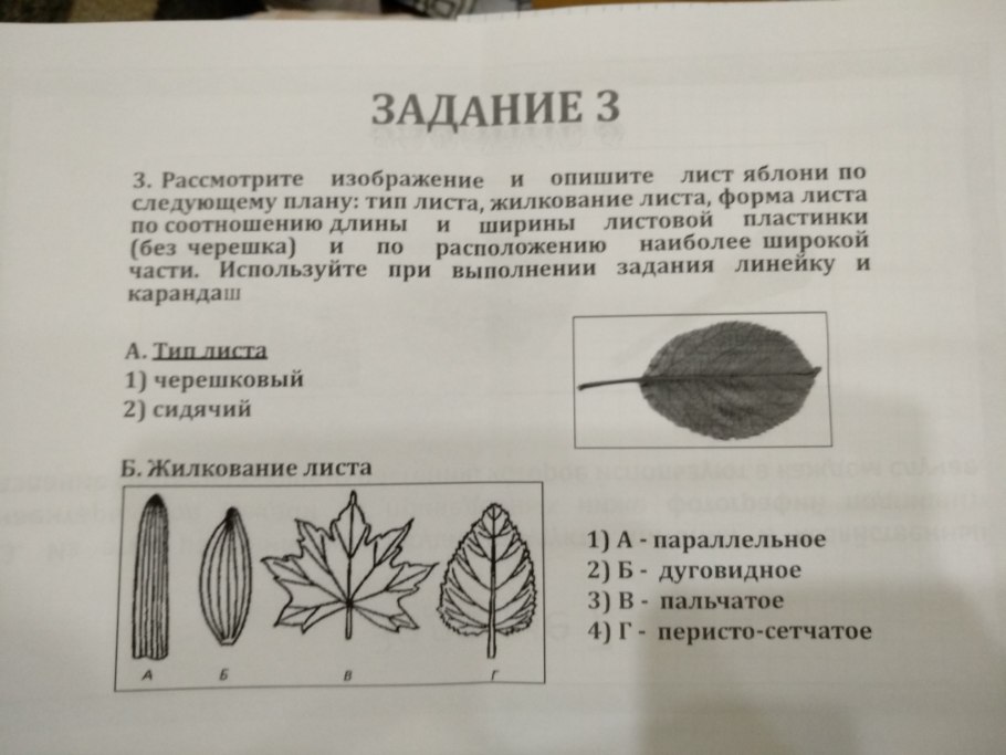 Тип жилкования листа сирени