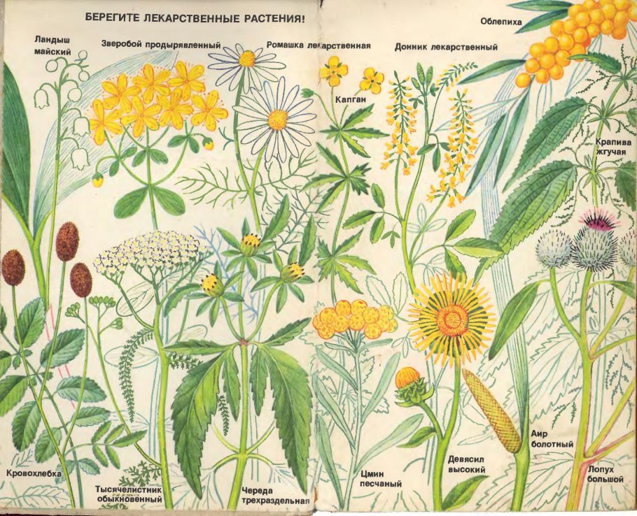 Ромашка аптечная вектор