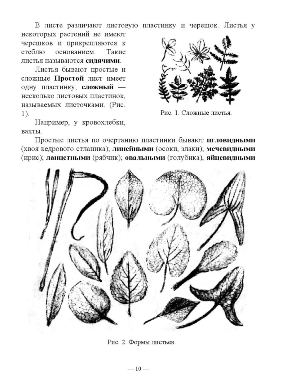Макроскопический анализ лекарственного сырья