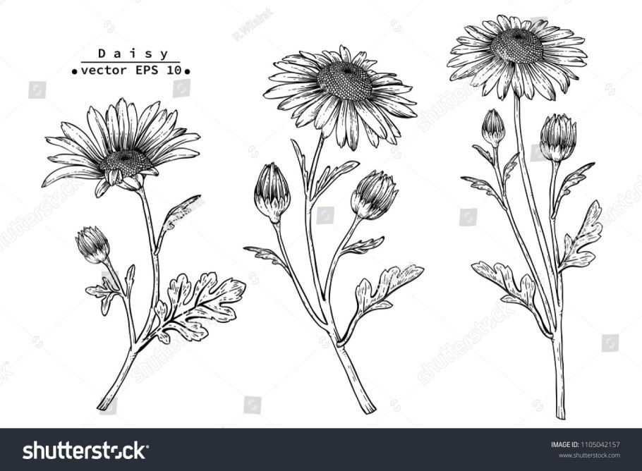 Нивяник обыкновенный рисунок