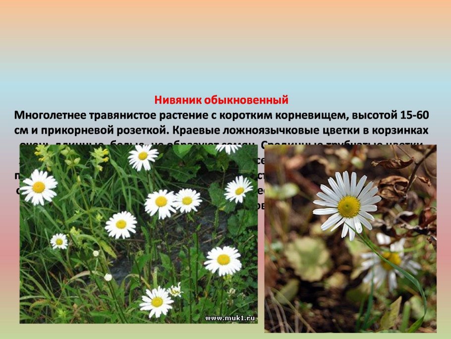 Легенда о цветке Ромашка