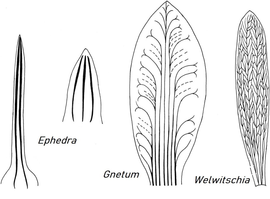 Перечислите органы цветковых растений