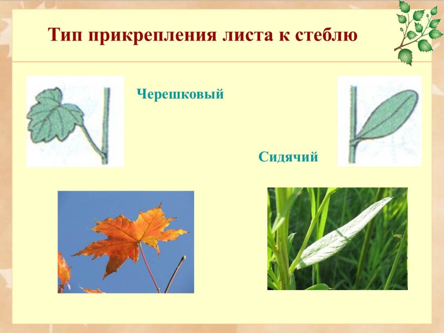 Зверобой продырявленный диаграмма цветка