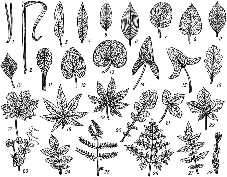 Тип жилкования листа