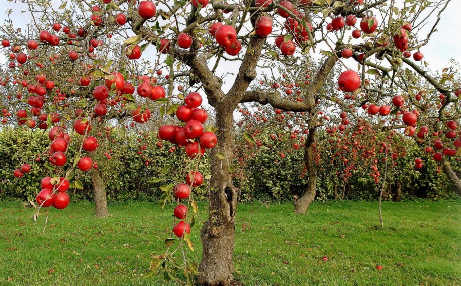 Яблоня Лесная (Дикая) (Malus Sylvestris)