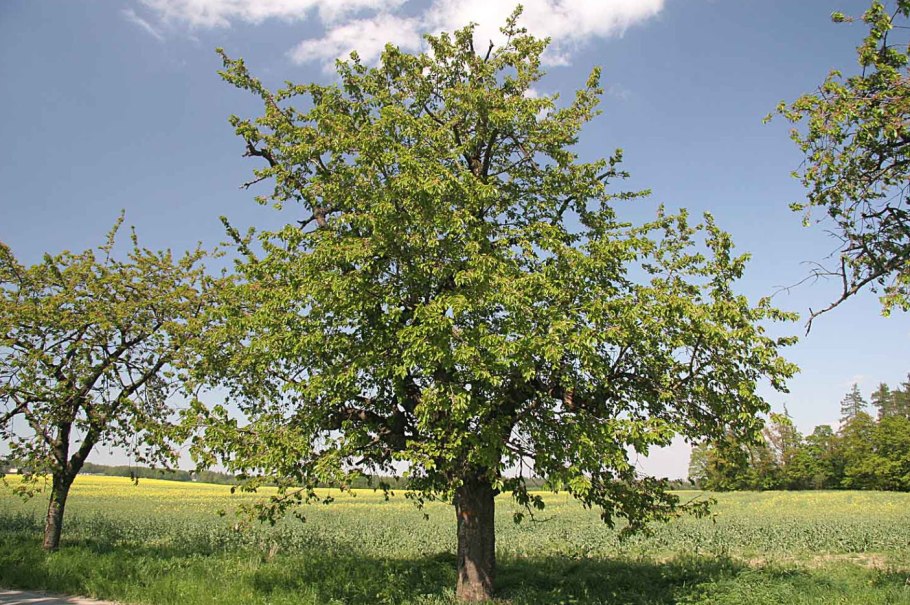 Яблоня Лесная Malus Sylvestris