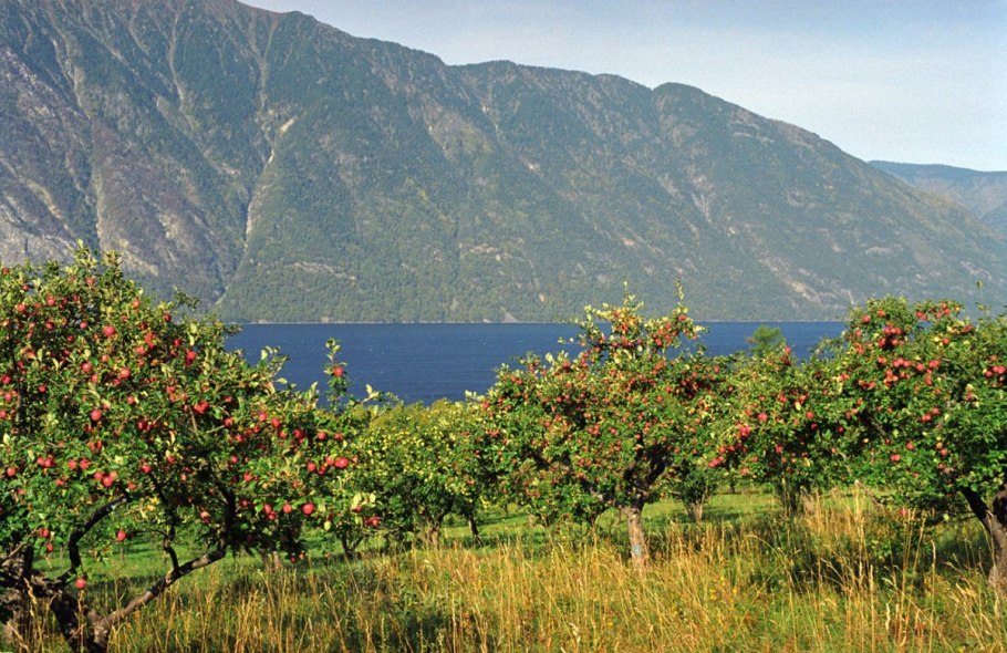 Яблоня дерево осенью