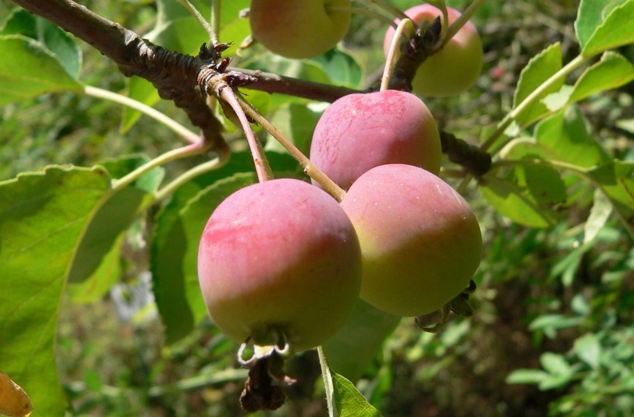 Яблоня дерево с плодами