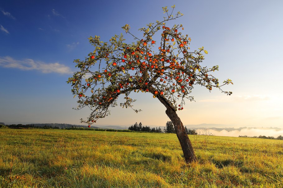 Яблоня Аркаим