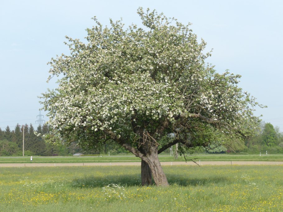 Яблоня Дикая Malus Sylvestris