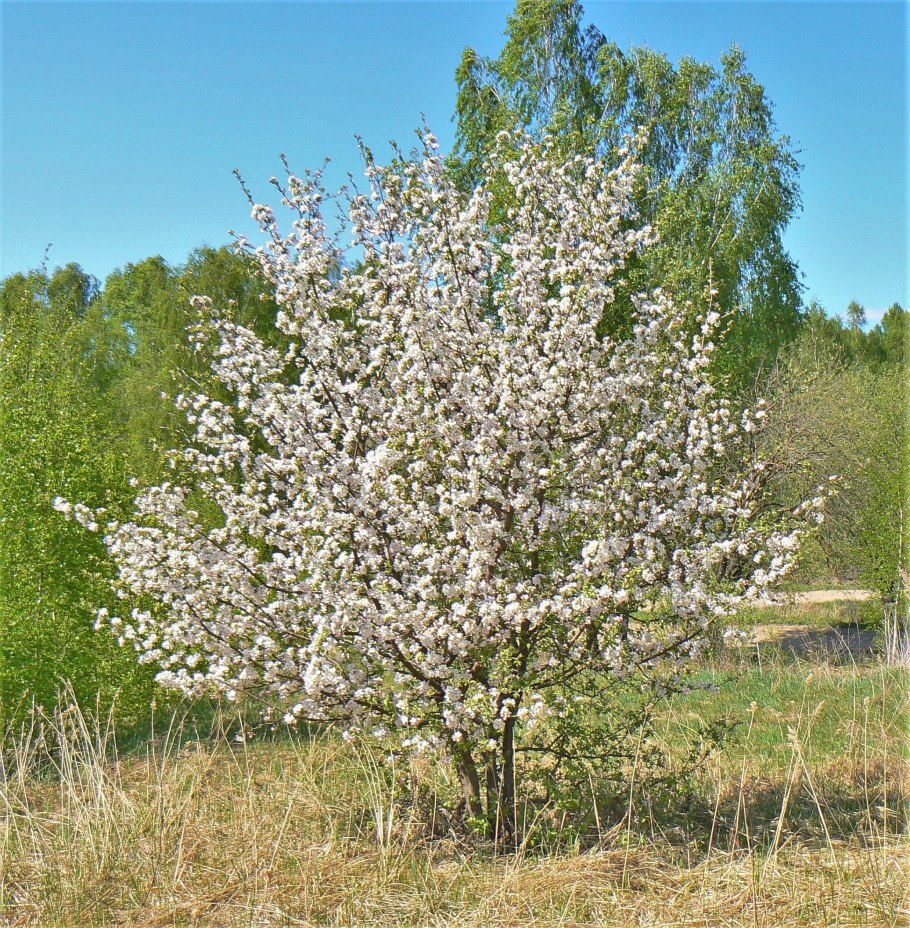 Яблоня Лесная (malys SYL-vestris)