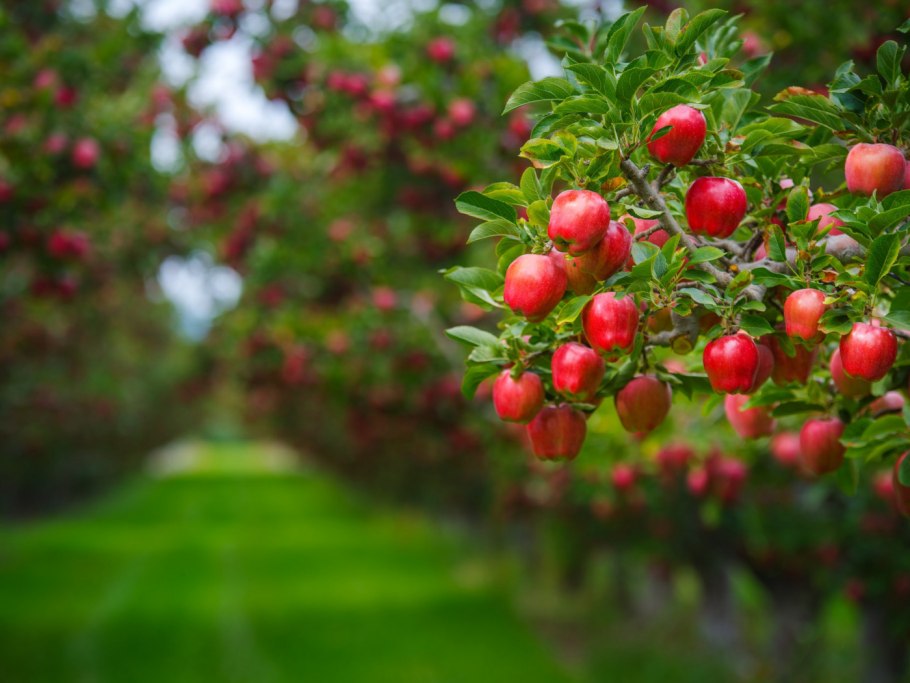 Яйлю яблоневые сады