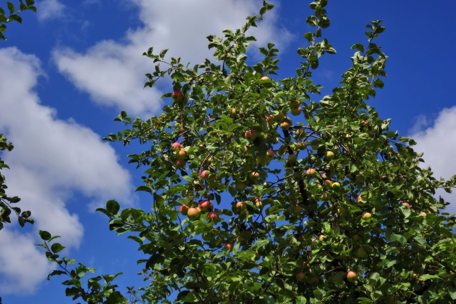 Яблоня дерево