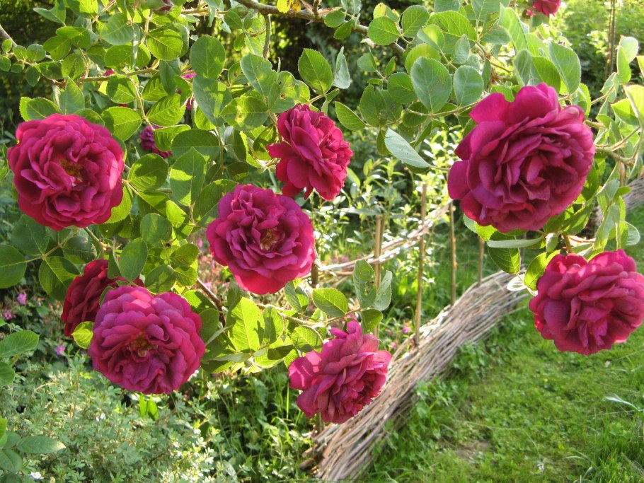 Мускусные розы красные фото