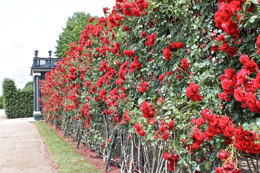 Роза Пинк Свани