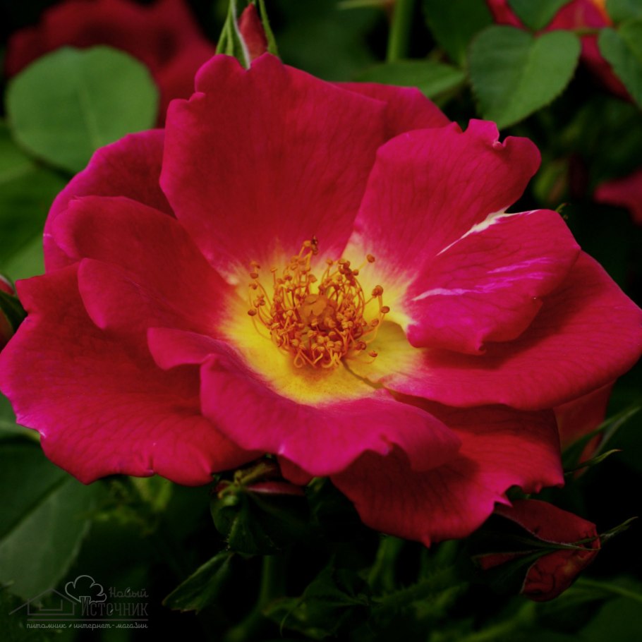 Роза Парковая Гризелис