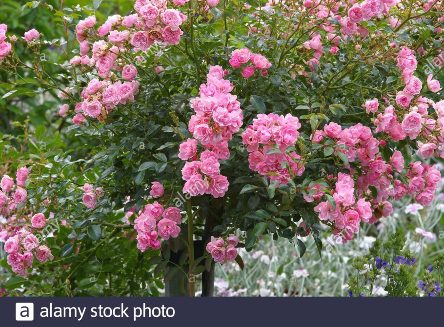 Роза флорибунда черри Боника