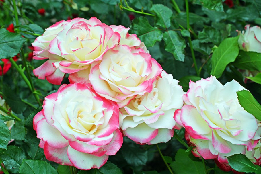 Роза помароса Эквадор