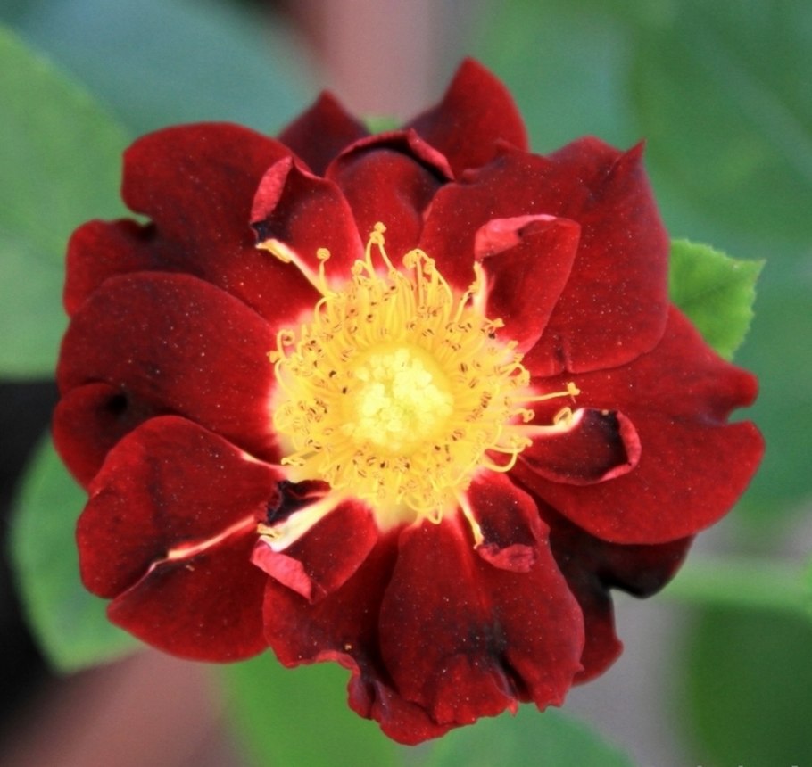 Зоик Zoic миниатюрная роза