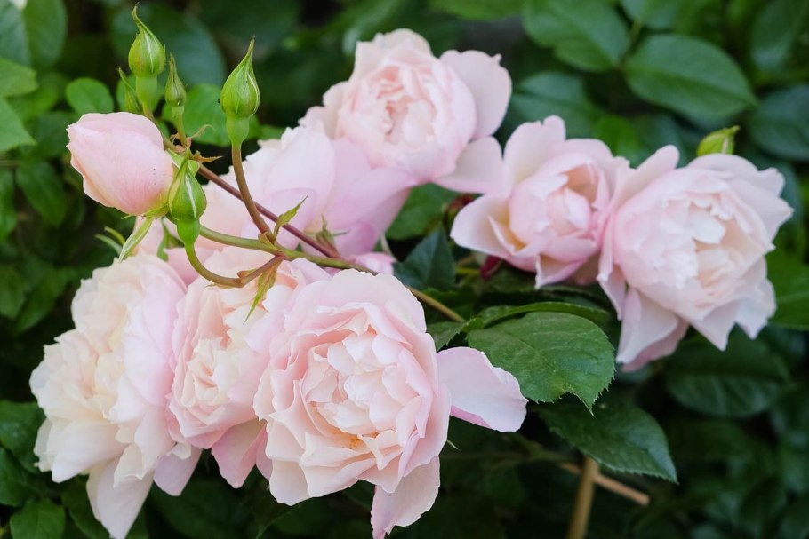 Большой красивый букет цветов