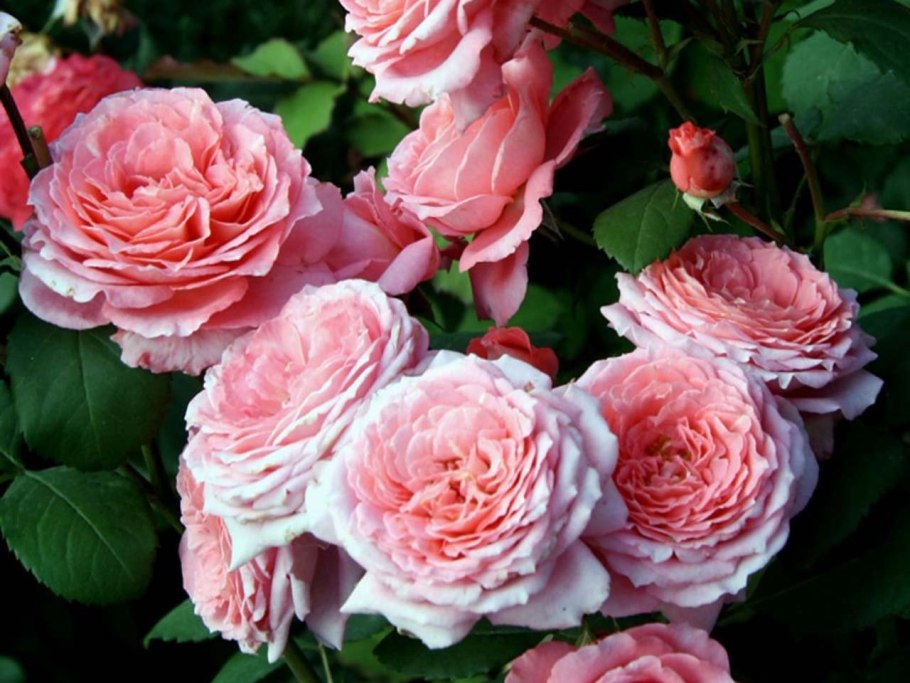 Вау роза чайная