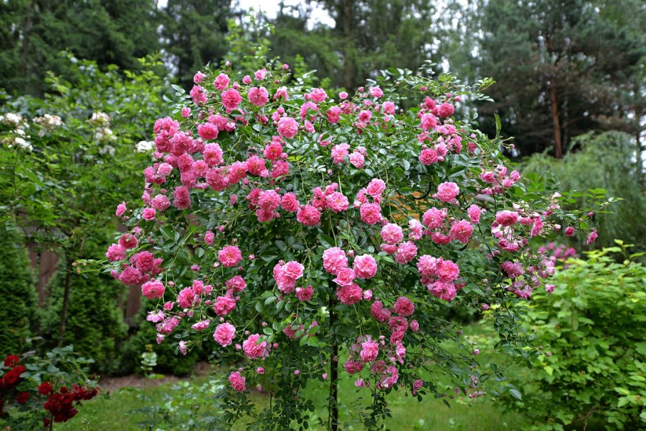 Нежные розы на белом фоне