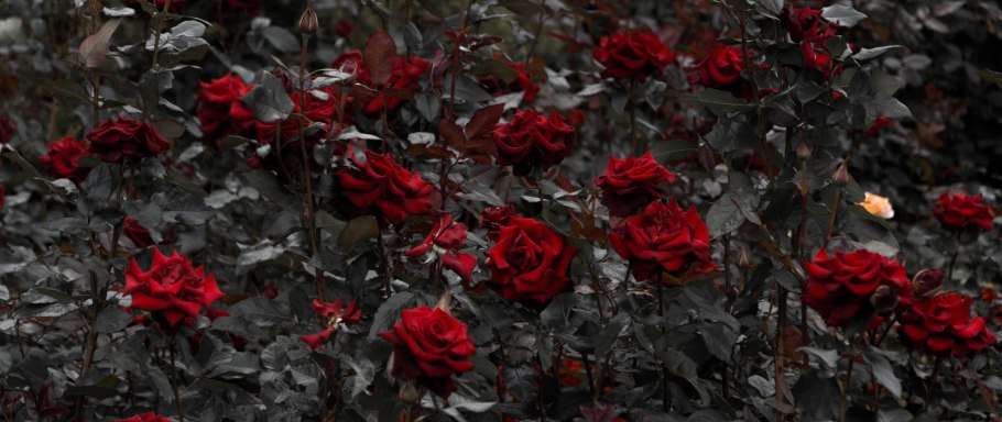 Розы плетистые Амадеус