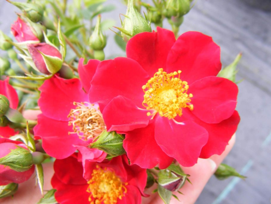 Роза мускусная Фейри