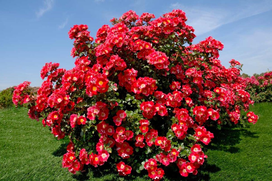 5320-1602512 Цилиндр сцепления главный КАМАЗ