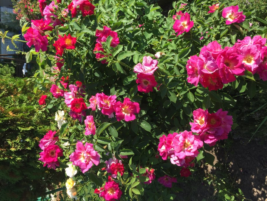 Роза Weg der Sinne (Вег дэ Зинэ)