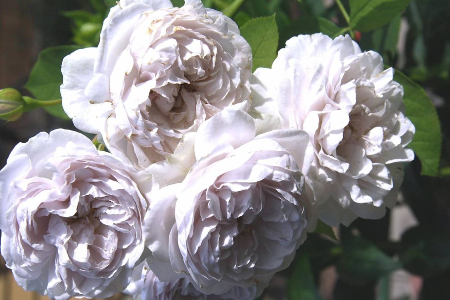 Роза чайно-гибридная Летиция Каста