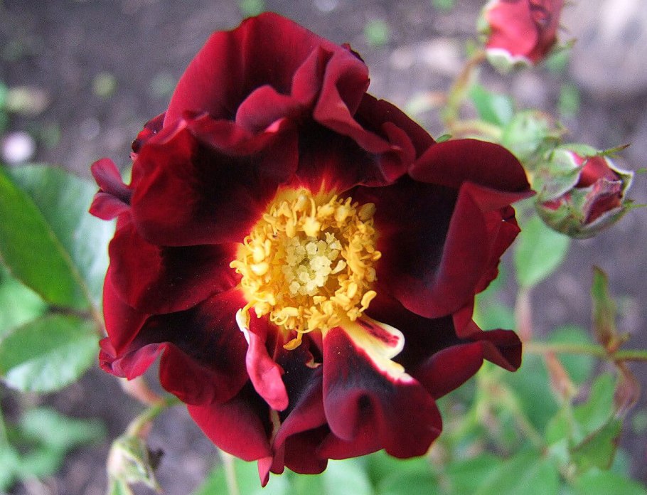 Зоик Zoic миниатюрная роза