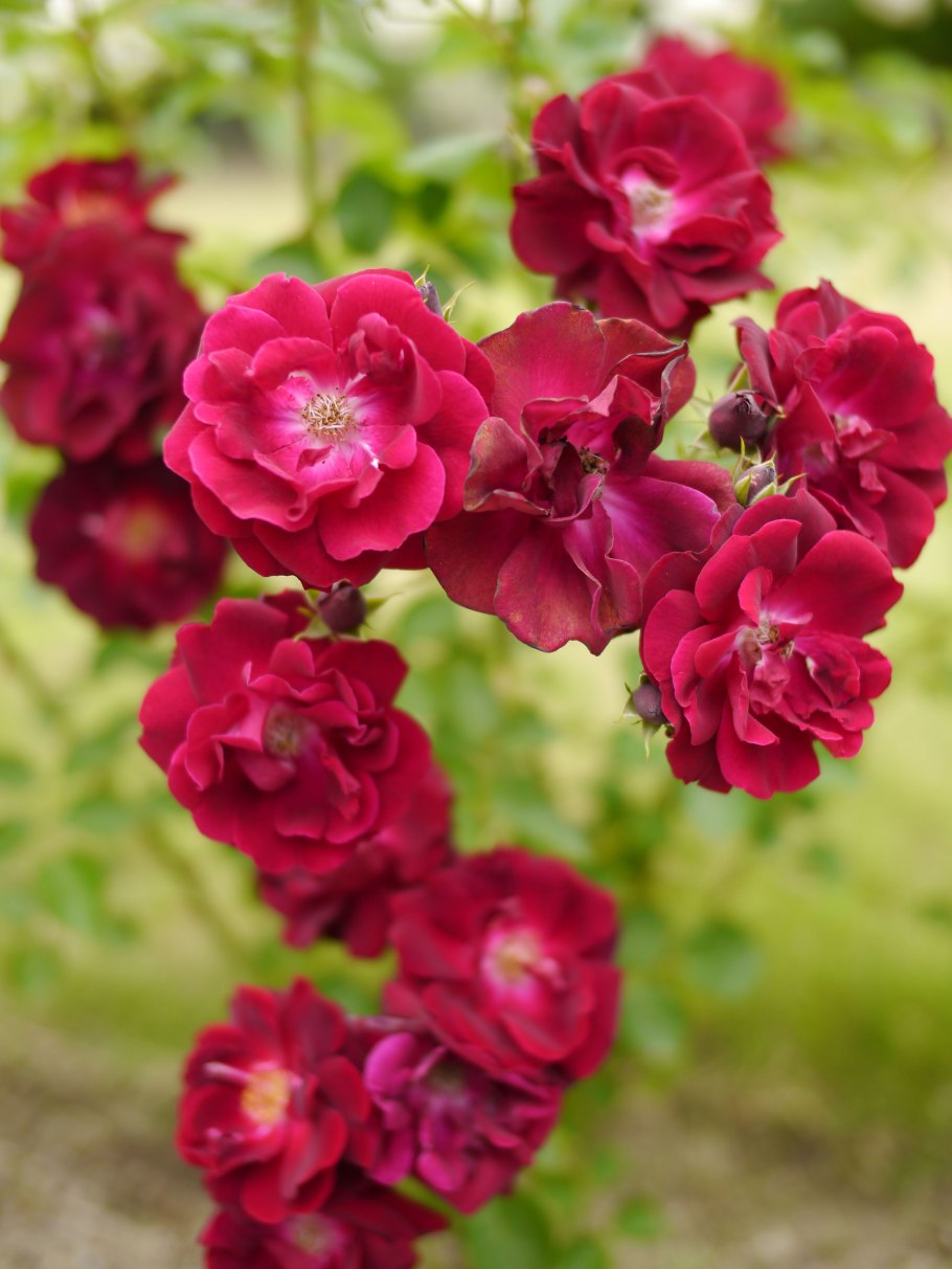 Крючки Gamakatsu Hook LS-1810b