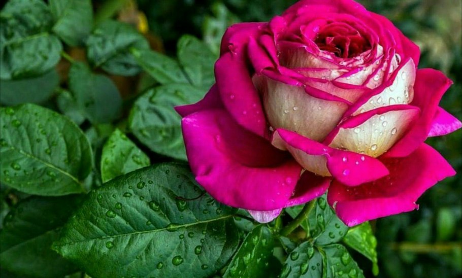 Красная роза тату эскиз