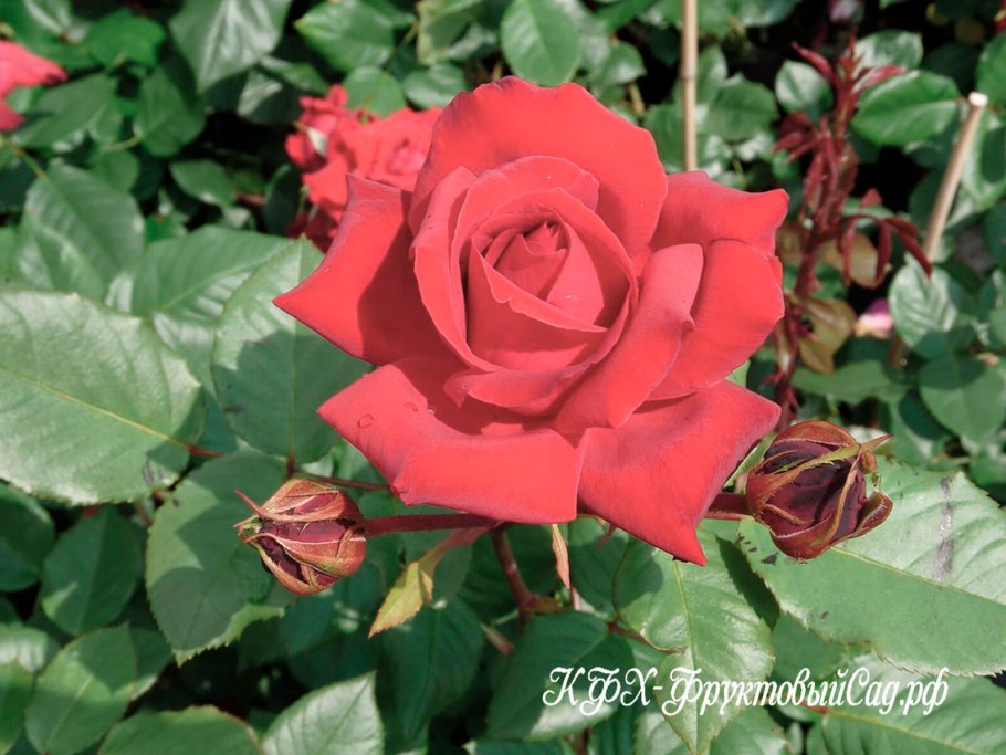 Роза Биненвайде манго