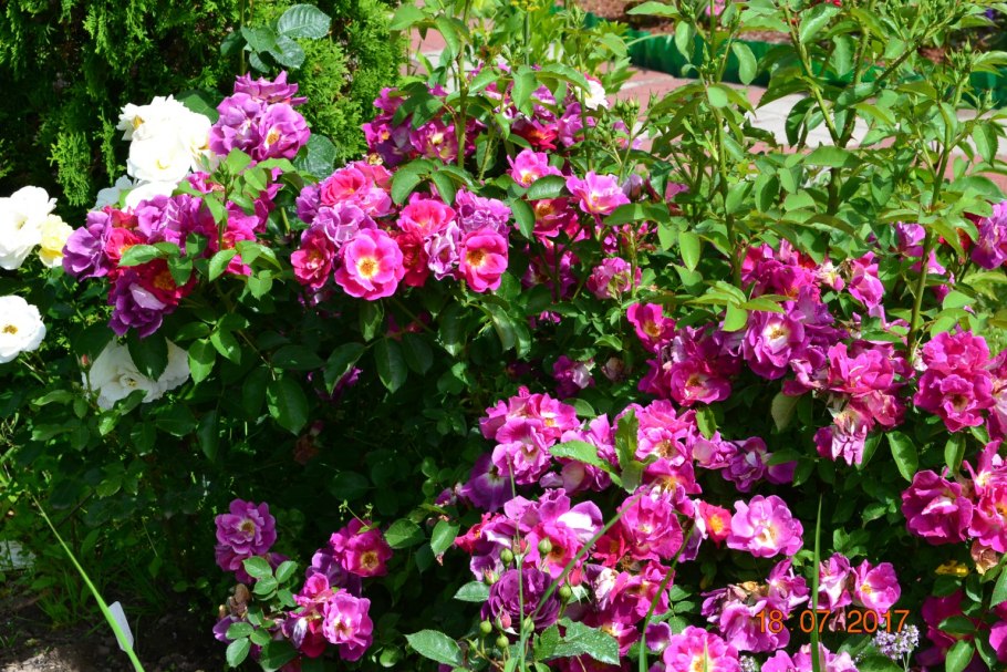 Мусимара плетистая роза