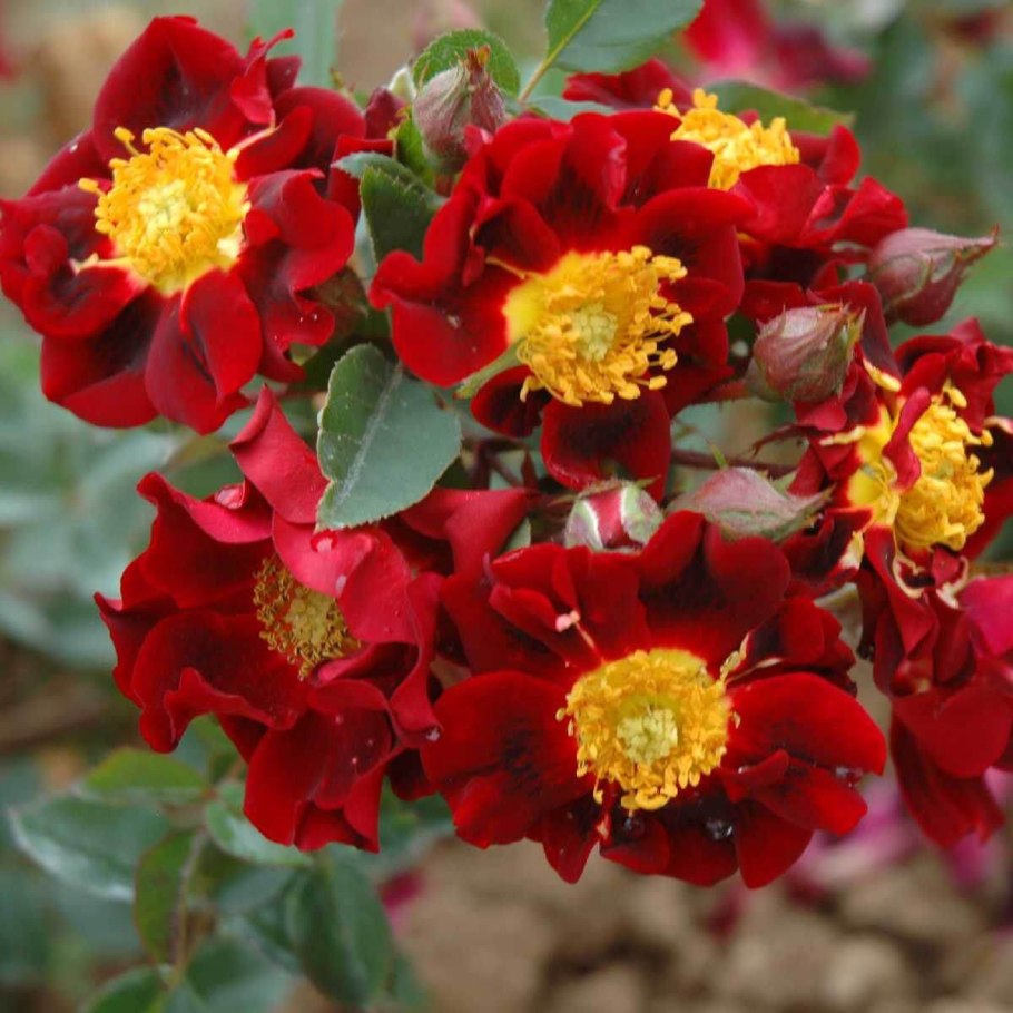 Роза Зоик энциклопедия