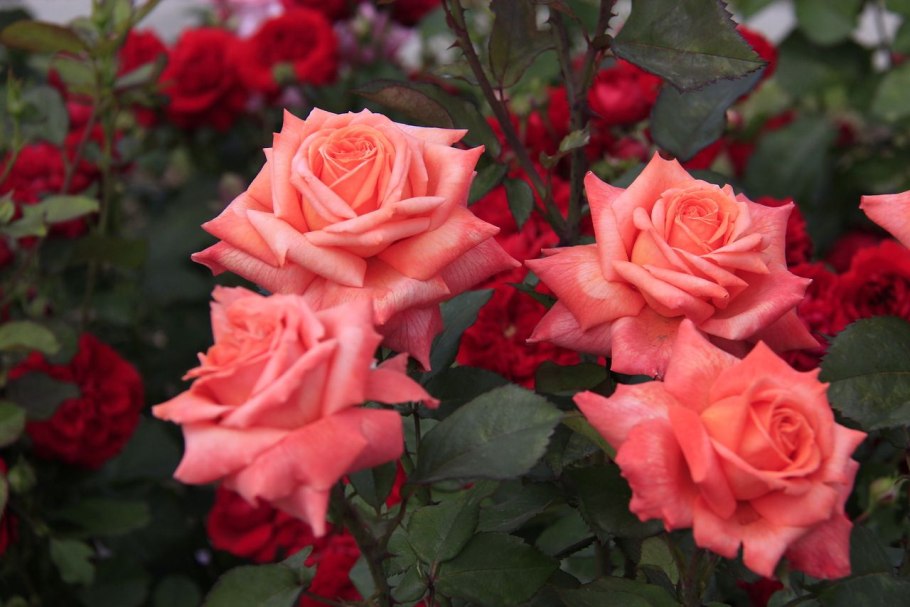 Роза штамбовая Майсур