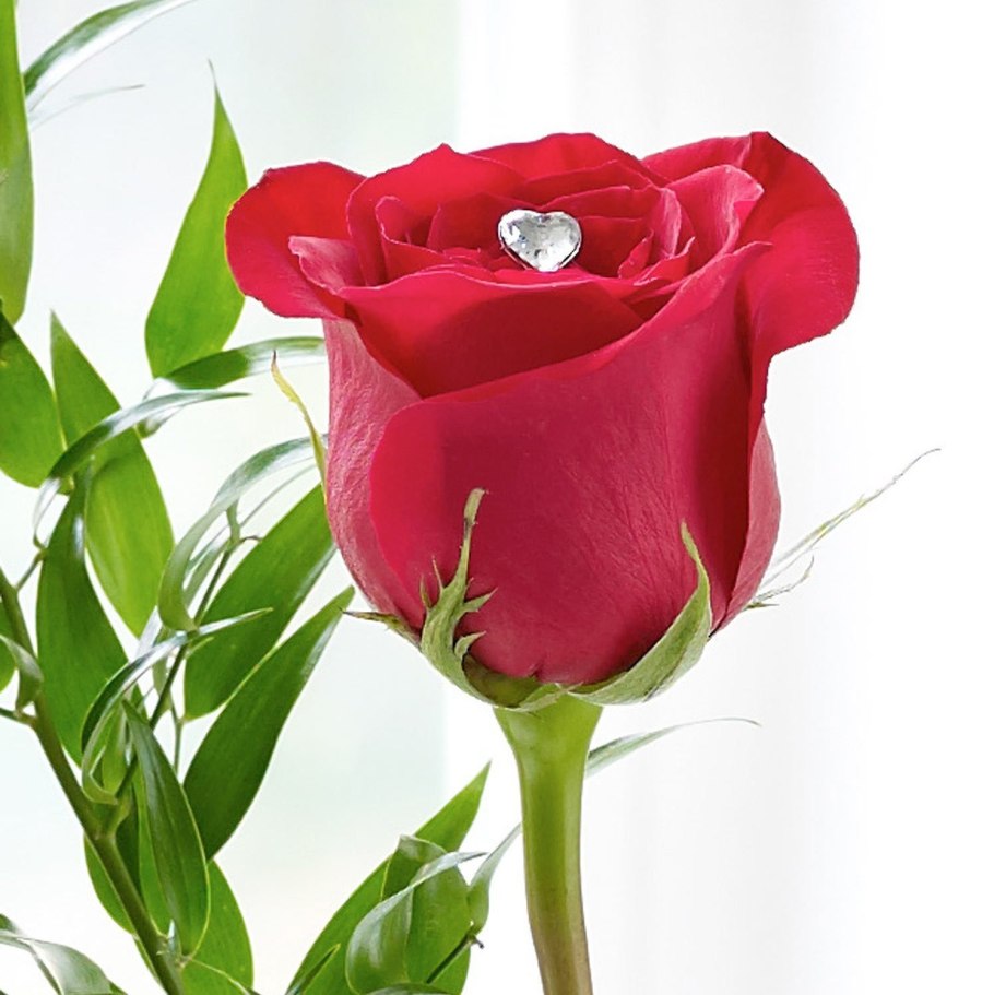 Роза на женском теле