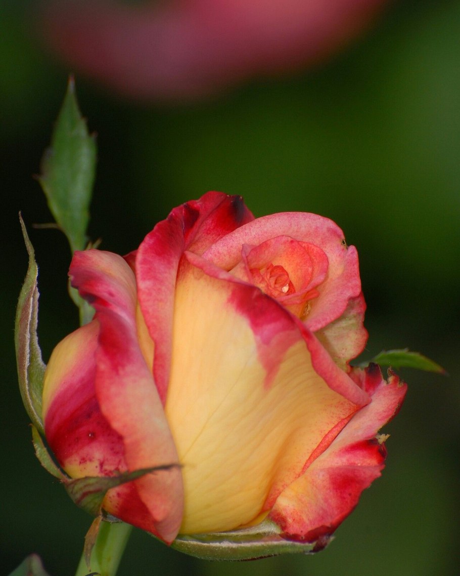 Роза хот какао hot Cocoa флорибунда